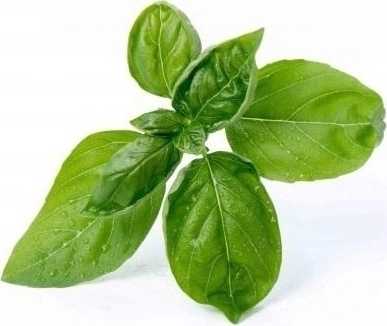 Véritable Lingot® BIO Bazalka pro chytré květináče VÉRITABLE®