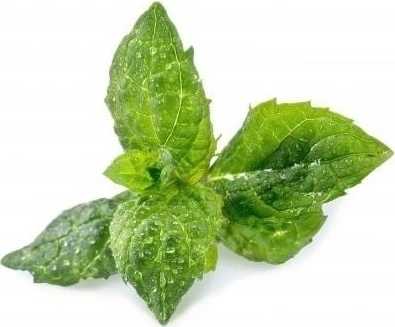 Véritable Lingot® BIO Máta pro chytré květináče VÉRITABLE®