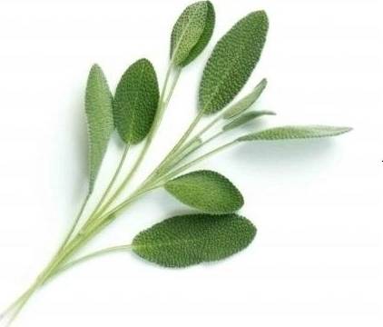 Véritable Lingot® BIO Šalvěj pro chytré květináče VÉRITABLE®