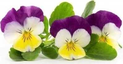 Véritable Lingot® BIO Maceška pro chytré květináče VÉRITABLE®