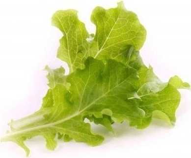 Véritable Lingot® BIO Listový salát pro chytré květináče VÉRITABLE®