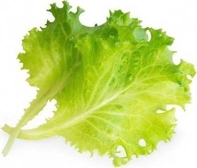 Véritable Lingot® BIO Hlávkový salát pro chytré květináče VÉRITABLE®