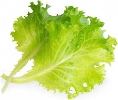 Véritable Lingot® BIO Hlávkový salát pro chytré květináče VÉRITABLE®