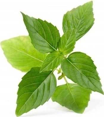 Véritable Lingot® BIO Thajská bazalka pro chytré květináče VÉRITABLE®