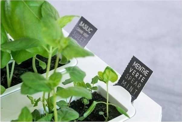 Véritable Lingot® BIO Bazalka Citrónová pro chytré květináče VÉRITABLE®