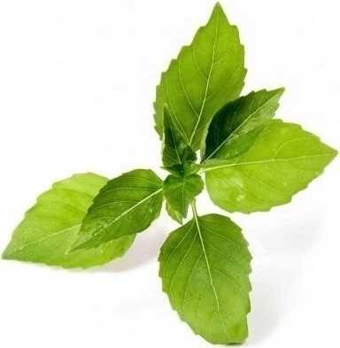 Véritable Lingot® BIO Bazalka Citrónová pro chytré květináče VÉRITABLE®