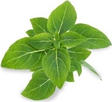 Véritable Lingot® BIO Trpasličí bazalka pro chytré květináče VÉRITABLE®