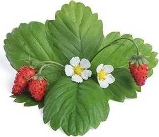 Véritable Lingot® BIO Lesní jahoda červená pro chytré květináče VÉRITABLE®