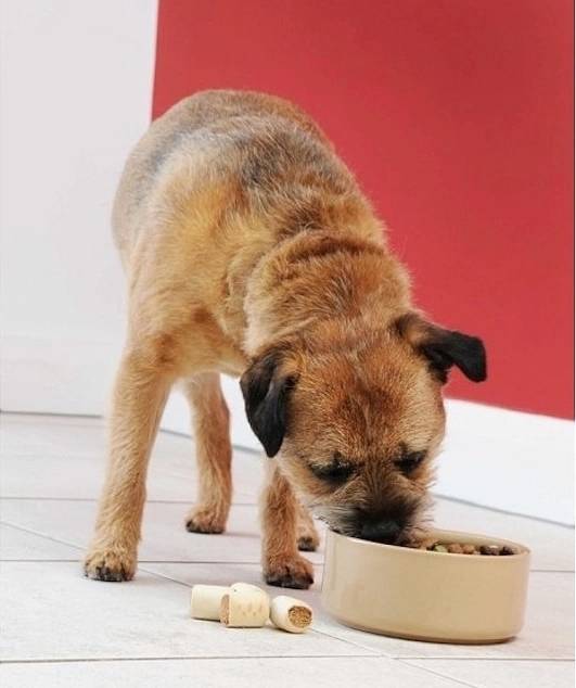 Mason Cash Pet Cane Miska pro mazlíčka Ø 18 cm , světle hnědá