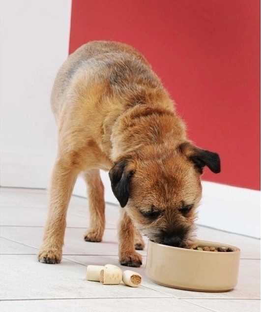 Mason Cash Pet Cane Miska pro mazlíčka Ø 18 cm , světle hnědá