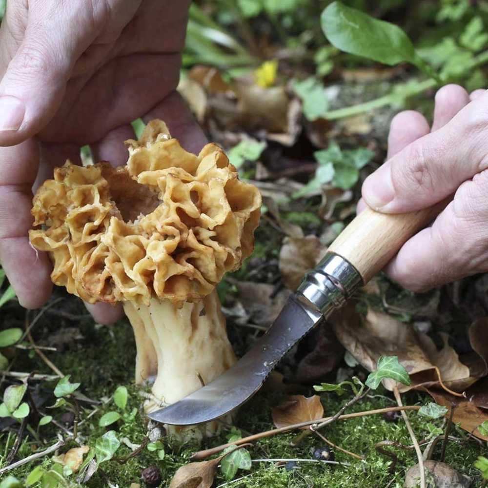 Opinel Stainless Steel Houbařský nůž N°08 Stainless Steel, 7.6 cm, blistr