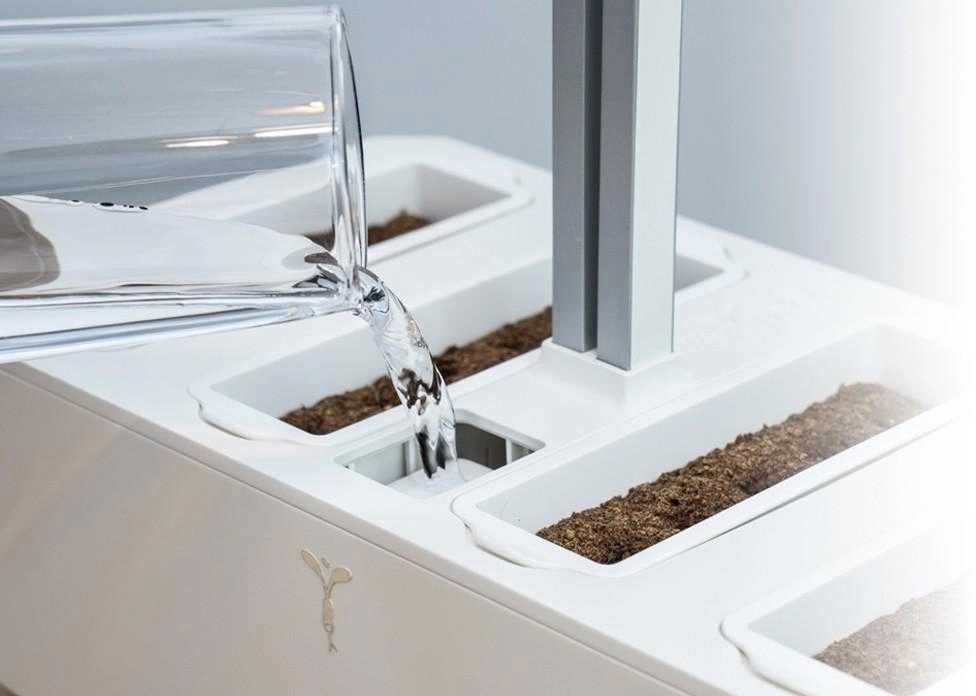 Véritable Lingot se semeny rozmarýnu pro chytré květináče