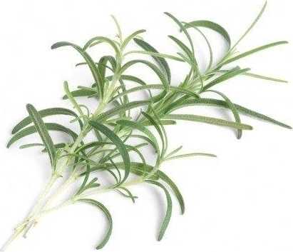 Véritable Lingot se semeny rozmarýnu pro chytré květináče