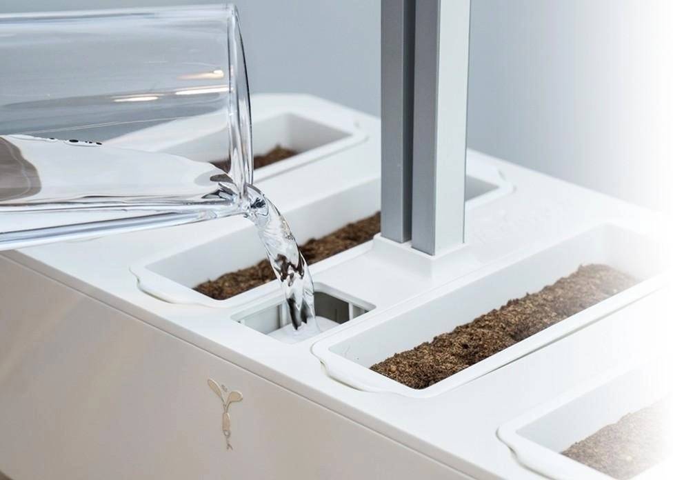 Véritable Lingot s BIO semeny jalapeno chili papriček pro chytré květináče